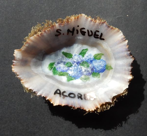 Iman lapa c/ Hortênsias